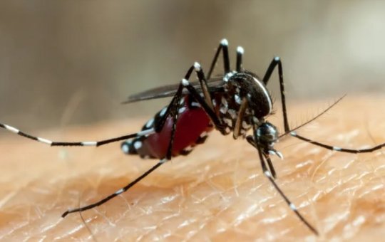 Sesab confirma oitava morte por dengue na Bahia