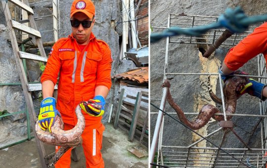 Cobra é resgatada no centro de Bom Jesus da Lapa