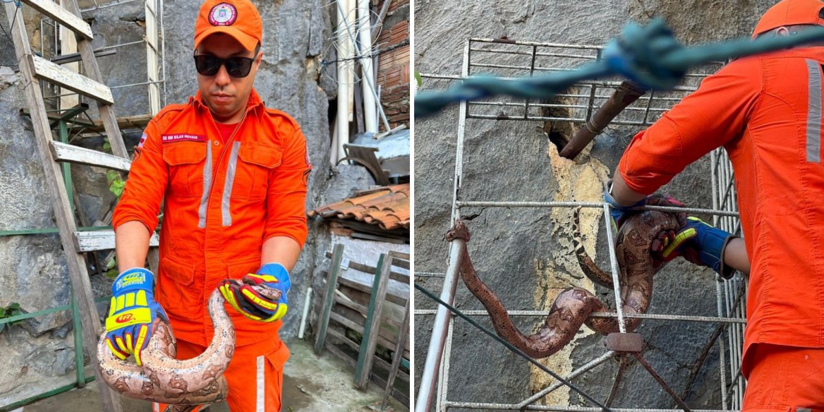 Cobra é resgatada no centro de Bom Jesus da Lapa