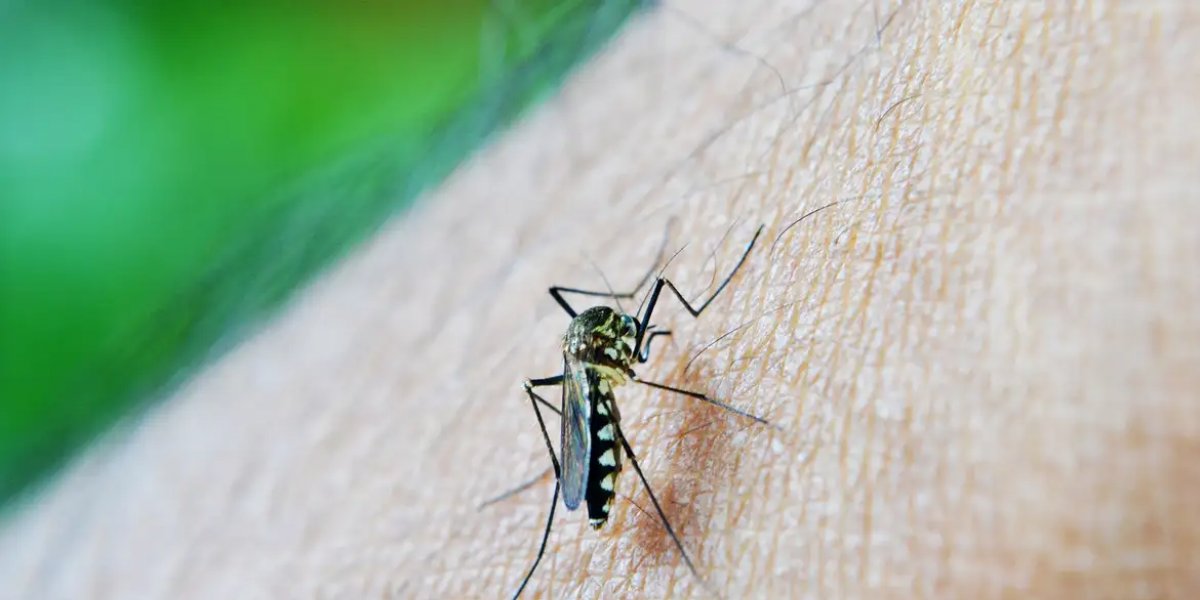 Casos de dengue em gestantes aumentam 345% em 2024