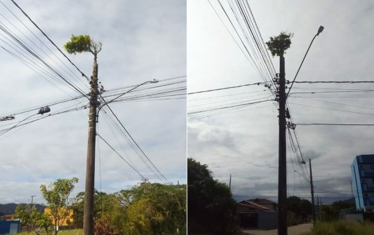 Inusitado; Uma árvore cresce no topo de poste no litoral de São Paulo