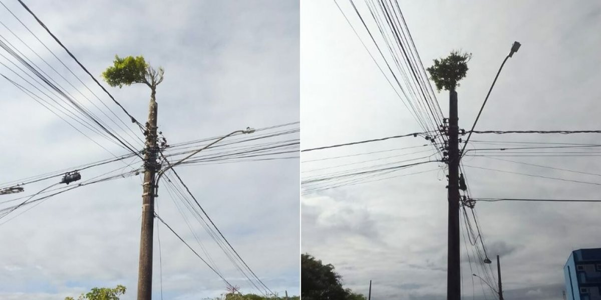 Inusitado; Uma árvore cresce no topo de poste no litoral de São Paulo