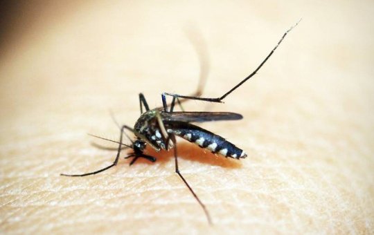  Sesab confirma 9ª morte por dengue no estado; confira