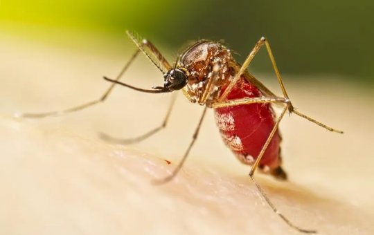 Mais três mortes por dengue são confirmadas na Bahia