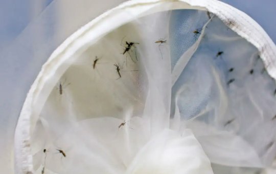 Brasil tem 391 mortes por dengue
