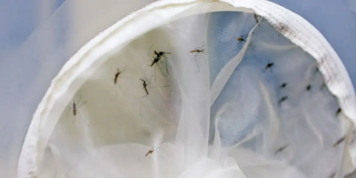 Brasil tem 391 mortes por dengue