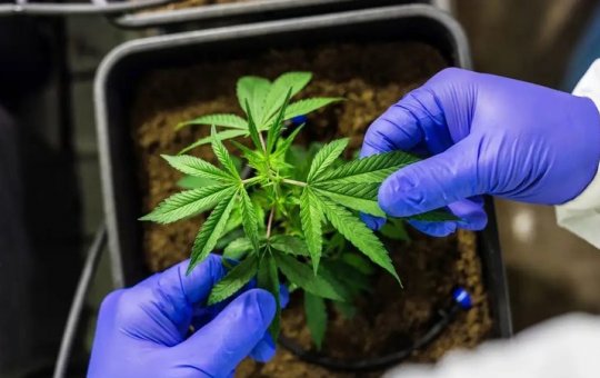 CCJ aprova PEC que criminaliza posse de qualquer quantidade de droga