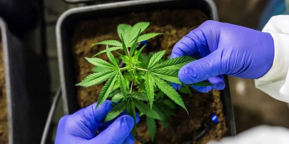 CCJ aprova PEC que criminaliza posse de qualquer quantidade de droga