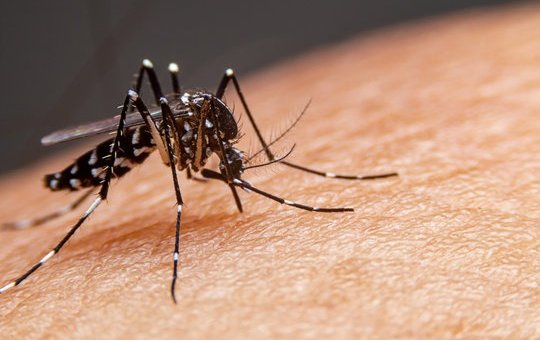 Salvador entra oficialmente em estado de epidemia de dengue