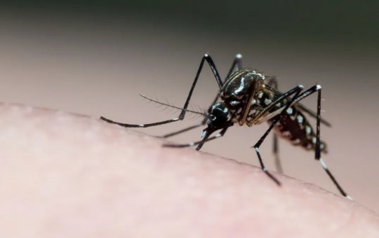Subúrbio de Salvador tem maior índice de infestação da dengue