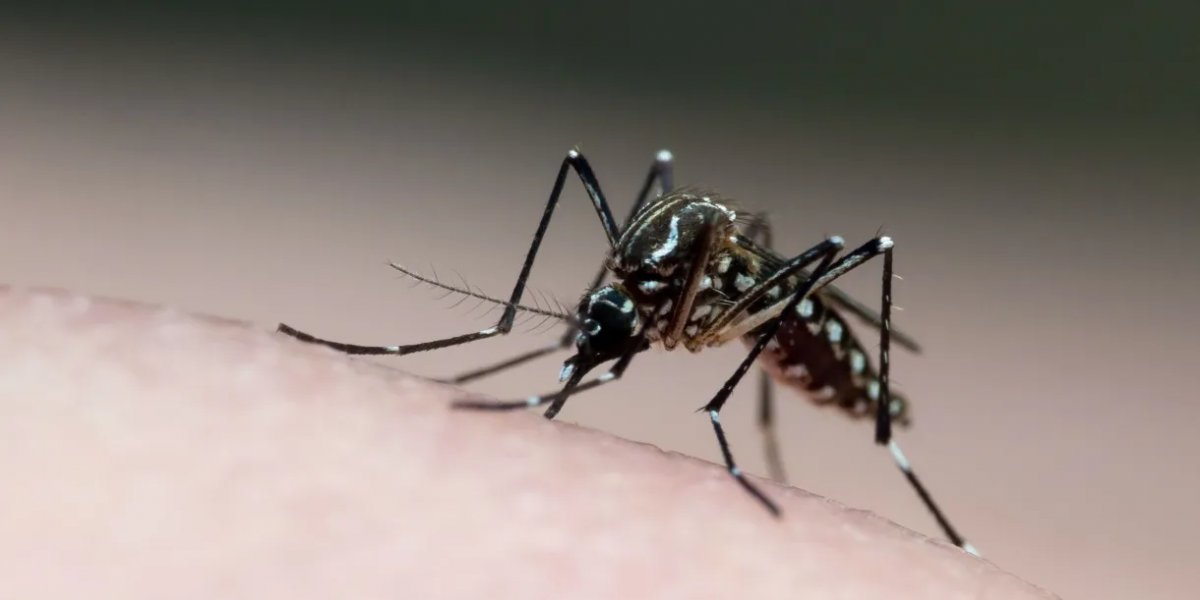 Subúrbio de Salvador tem maior índice de infestação da dengue