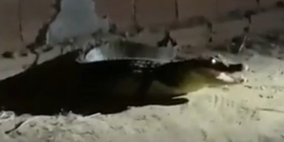 Jacaré aparece em quintal de casa e morde cachorro na Bahia