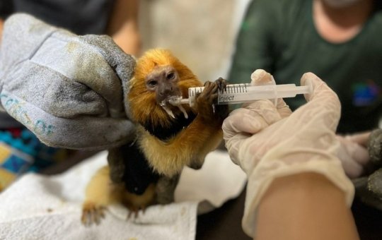 Polícia Federal deflagra Operação em combate ao tráfico de animais