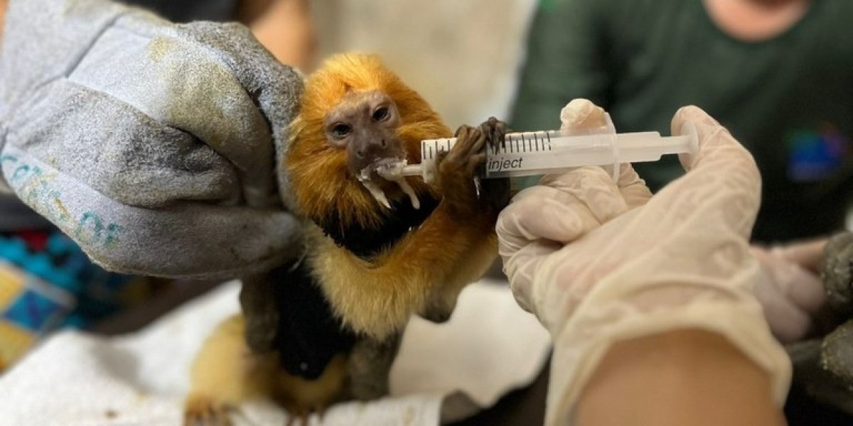 Polícia Federal deflagra Operação em combate ao tráfico de animais