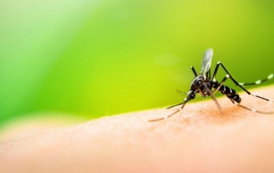 Alerta: Número de mortes por dengue na Bahia sobe para 22 