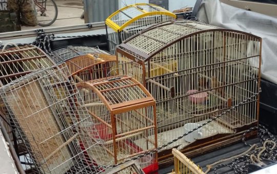 Suspeitos são presos com aves silvestres, drogas e munições na Bahia