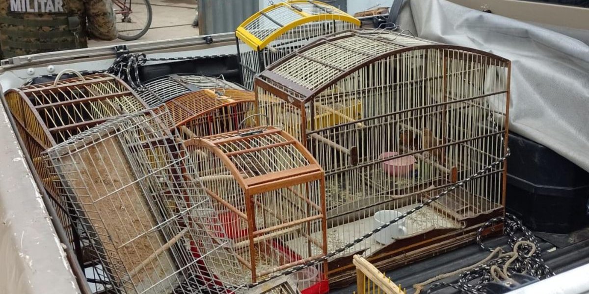 Suspeitos são presos com aves silvestres, drogas e munições na Bahia
