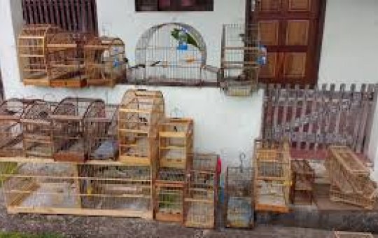 Cerca de 700 aves silvestres são resgatadas de cativeiro na Bahia