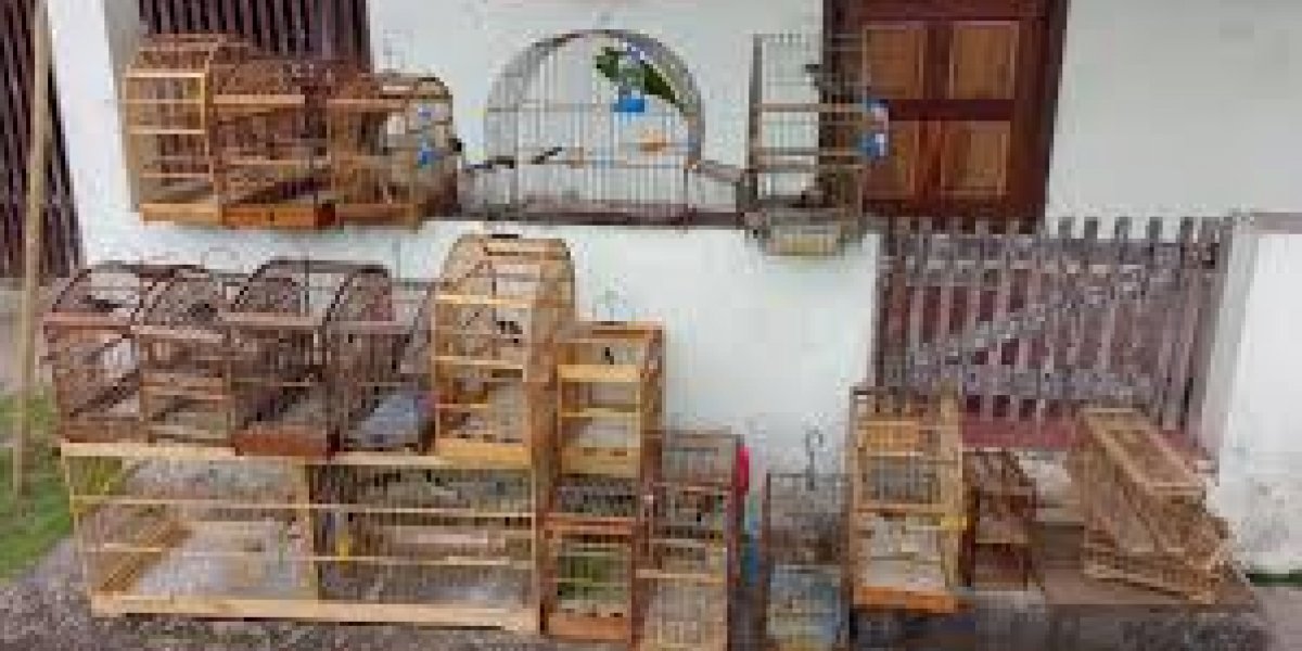 Cerca de 700 aves silvestres são resgatadas de cativeiro na Bahia