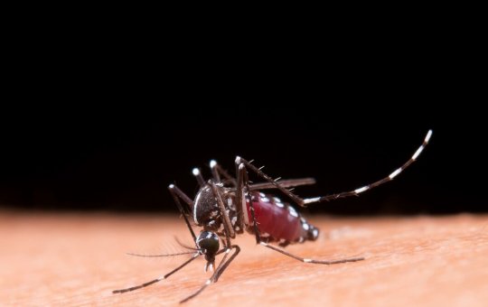 Dengue: Bahia registra 23 mortes em decorrência da doença