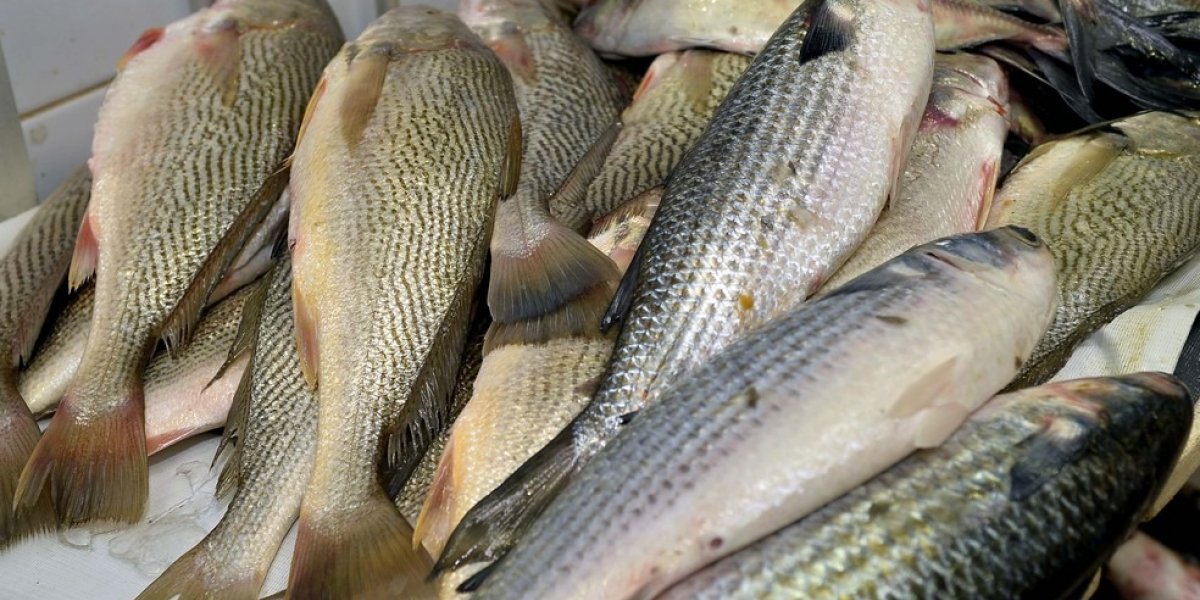 Semana Santa registra aumento na venda de pescados em Salvador