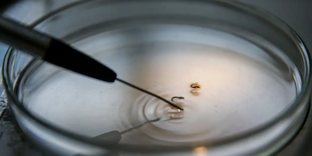 Brasil supera 1 mil mortes por dengue este ano