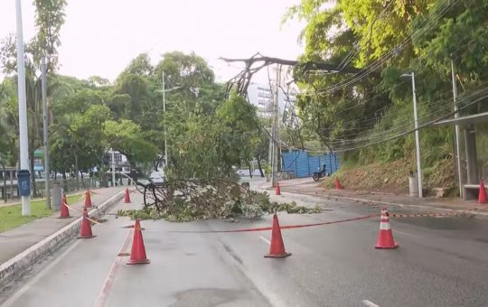 Árvore cai e bloqueia trecho na Av. Garibaldi