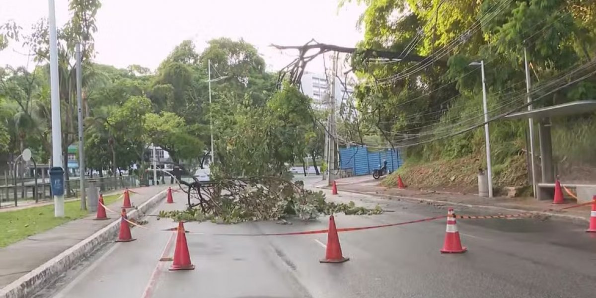 Árvore cai e bloqueia trecho na Av. Garibaldi