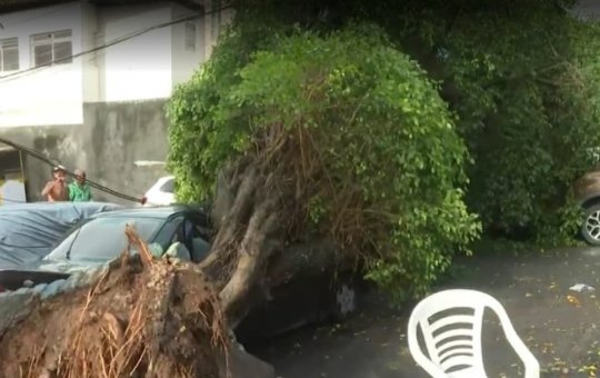 Árvore cai em Amaralina e bloqueia via após atingir carros