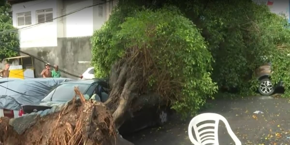 Árvore cai em Amaralina e bloqueia via após atingir carros