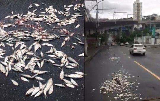 Torcedores do Vitória despejam sardinhas nos arredores da fonte nova