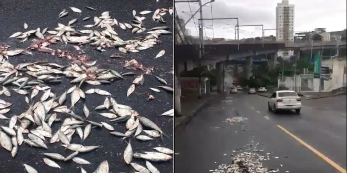 Torcedores do Vitória despejam sardinhas nos arredores da fonte nova