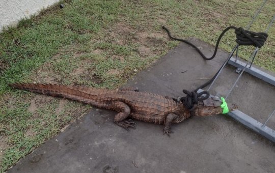Jacaré invade condomínio durante chuva em Lauro de Freitas