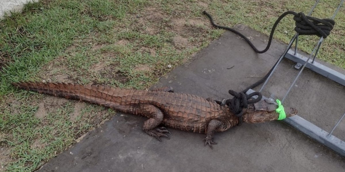 Jacaré invade condomínio durante chuva em Lauro de Freitas