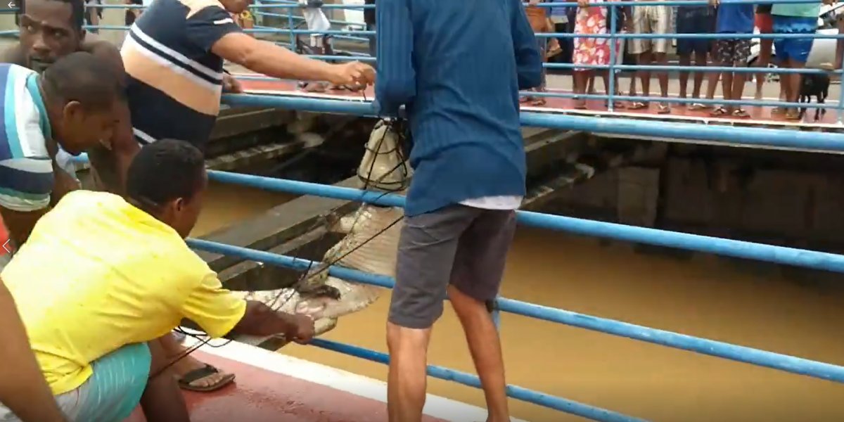 Moradores resgatam jacaré em canal de Periperi