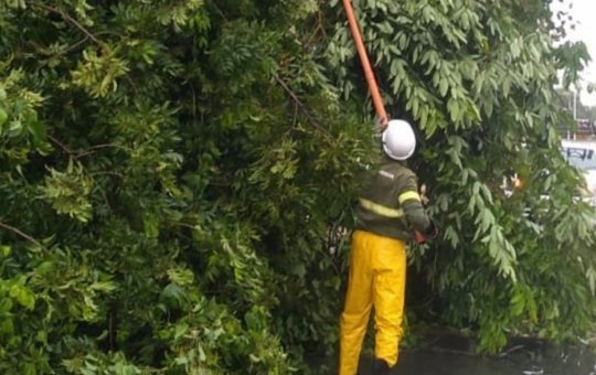 Queda de árvore causa transtornos na Avenida Juracy Magalhães