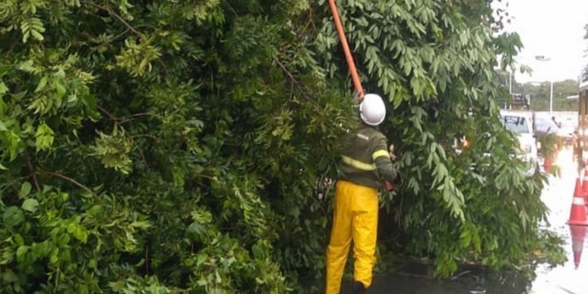 Queda de árvore causa transtornos na Avenida Juracy Magalhães