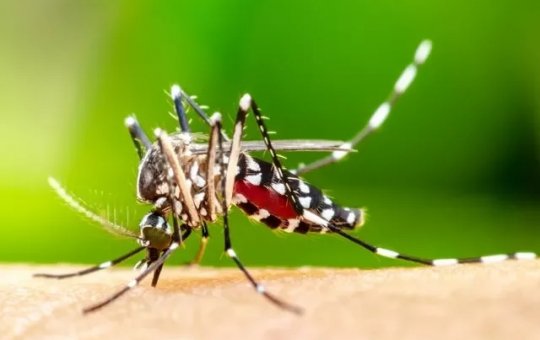 Sobe para 33 o número de mortos por dengue na Bahia