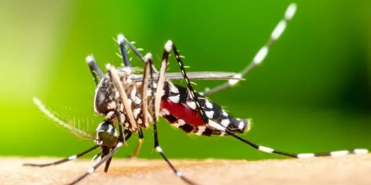 Sobe para 33 o número de mortos por dengue na Bahia