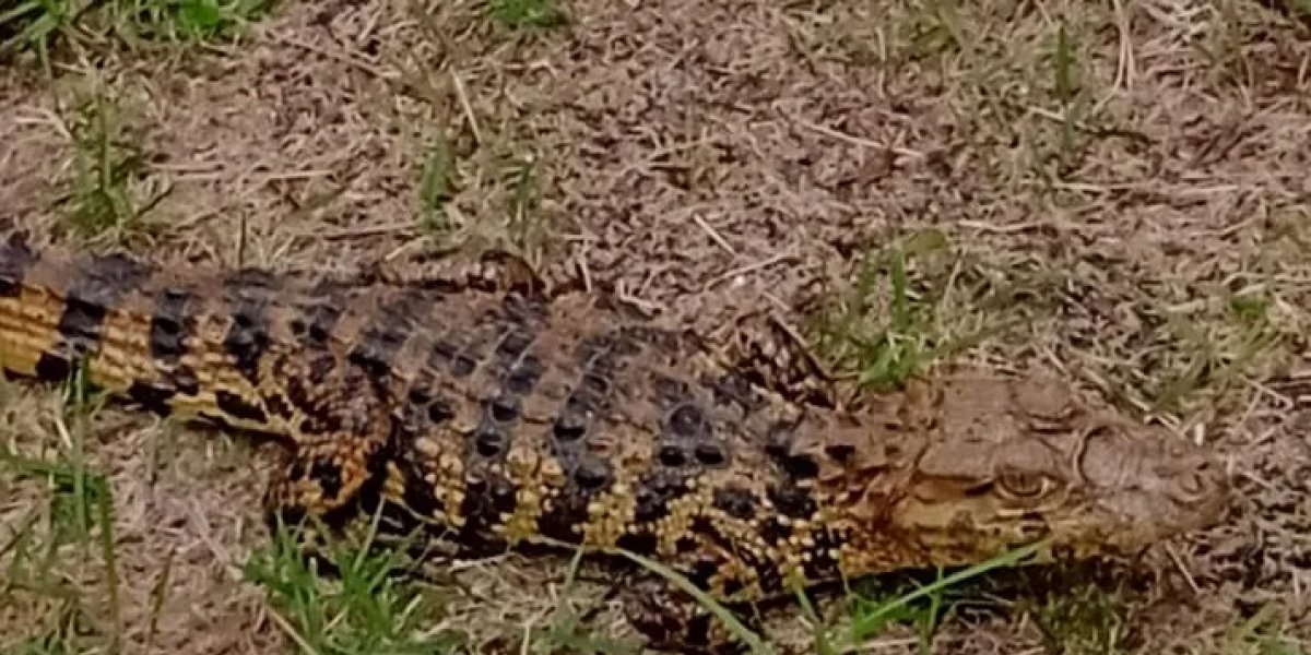 Jacaré é encontrado em Juazeiro no mesmo bairro em que Ivete Sangalo morava