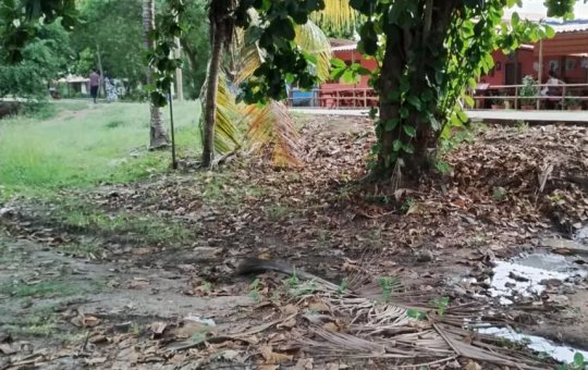 Esgoto a céu aberto é denunciado por moradores de vila em Imbassaí