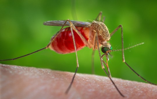 Sobe para 55 o número de casos da Febre do Oropouche na Bahia