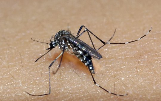 Dengue na Bahia: Números da doença no estado tem aumento de 667%