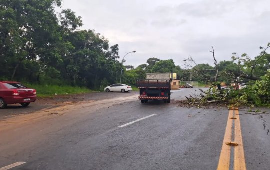 Árvore cai e deixa trecho da Estrada do Derba interditado