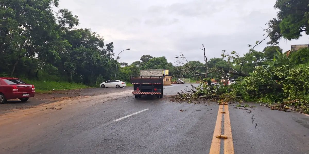 Árvore cai e deixa trecho da Estrada do Derba interditado