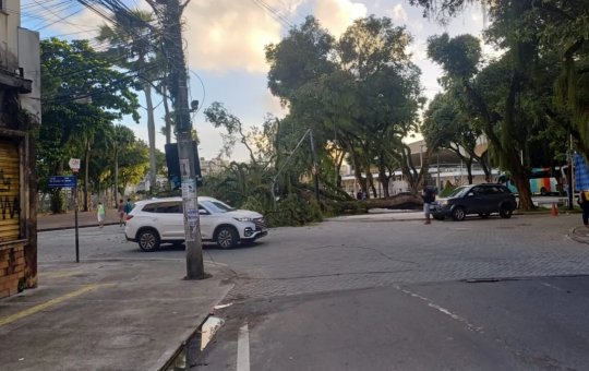 Árvore cai, derruba poste e complica trânsito no Largo do Campo Grande