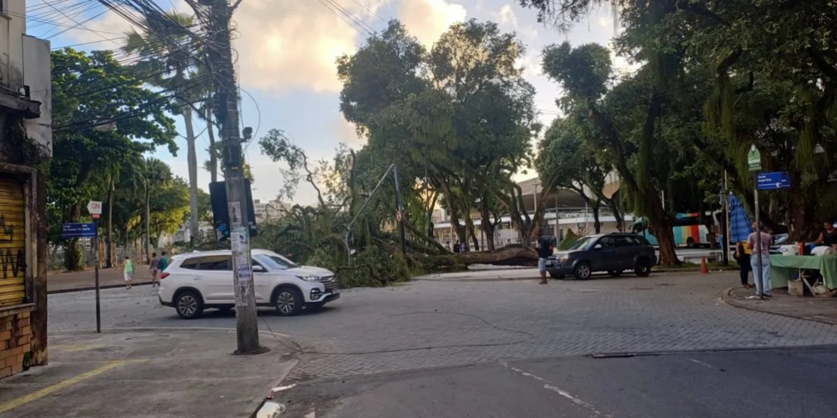 Árvore cai, derruba poste e complica trânsito no Largo do Campo Grande