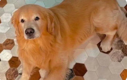 Gol suspende transporte de pets após incidente com Golden Retriever