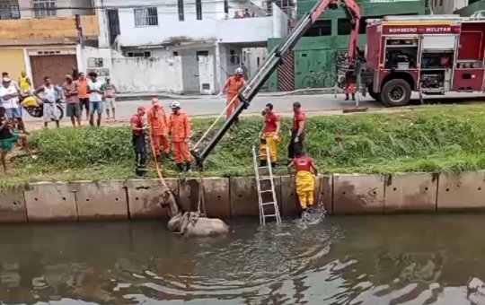 Cavalo é resgatado após cair em canal no bairro de Piatã
