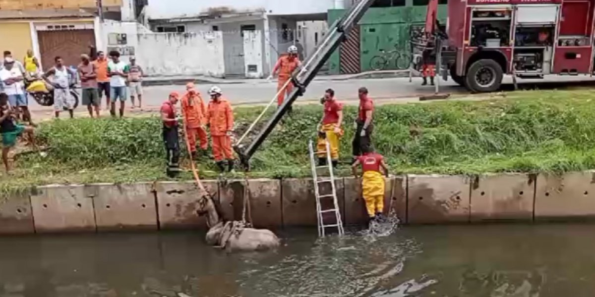 Cavalo é resgatado após cair em canal no bairro de Piatã
